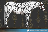 Horse Color:Gray White Spotted Brown Appaloosa