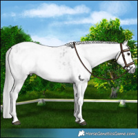 Horse Color:Gray White Spotted Black Near Leopard  and Gray White Spotted Black Near Leopard 