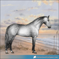 Horse Color:Gray Black