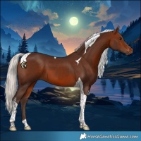 Horse Color:Silver Brown Tobiano 