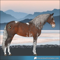 Horse Color:White Spotted Silver Brown Tobiano