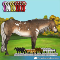 Horse Color:Gray White Spotted Silver Brown Dun Brindle 