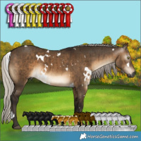 Horse Color:Gray White Spotted Silver Brown Dun Brindle