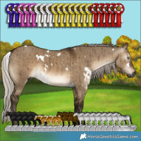 Horse Color:Gray White Spotted Silver Brown Dun Brindle 