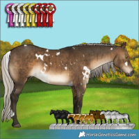 Horse Color:Gray White Spotted Silver Brown Dun Brindle