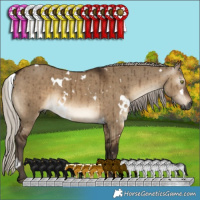 Horse Color:Gray White Spotted Silver Brown Dun Brindle 