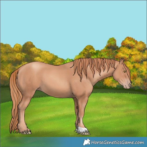 Horse Color:Gold Champagne