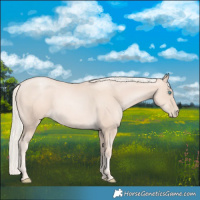 Horse Color:Gold Cream Champagne Pearl