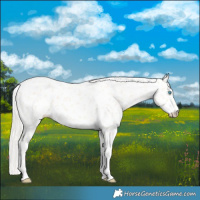 Horse Color:Cremello Leopard 