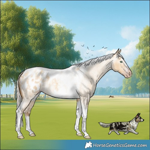 Horse Color:Gray Silver Amber Cream Champagne Roan Dun Splash Tobiano Frame Appaloosa Rabicano
