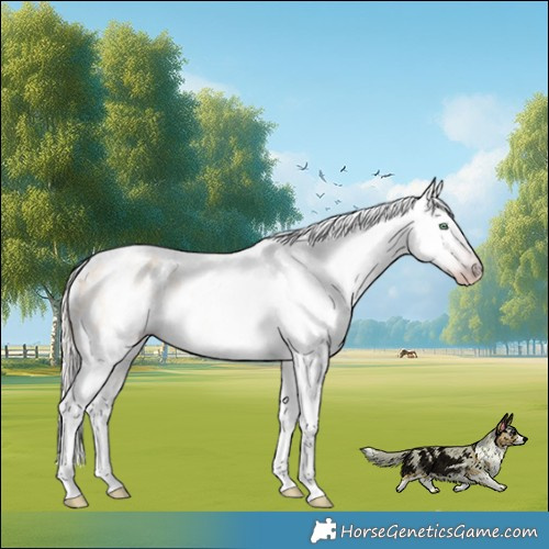 Horse Color:Gray Silver Amber Cream Champagne Roan Dun Splash Tobiano Frame Appaloosa Rabicano 