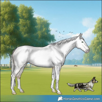 Horse Color:Gray Silver Amber Cream Champagne Roan Dun Splash Tobiano Frame Blanket Rabicano 