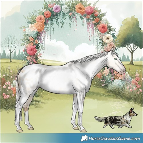 Horse Color:Gray Silver Amber Cream Champagne Roan Dun Splash Tobiano Frame Appaloosa Rabicano 