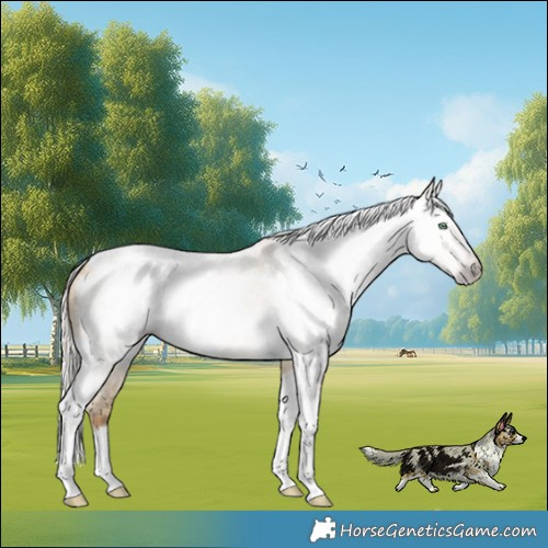 Horse Color:Gray Silver Amber Cream Champagne Roan Dun Splash Tobiano Frame Blanket Rabicano