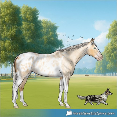 Horse Color:Gray Silver Amber Cream Champagne Roan Dun Splash Tobiano Frame Appaloosa Rabicano 