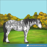 Horse Color:Black Ice Sabino Rabicano 