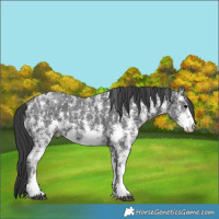Horse Color:Black Ice Sabino Rabicano