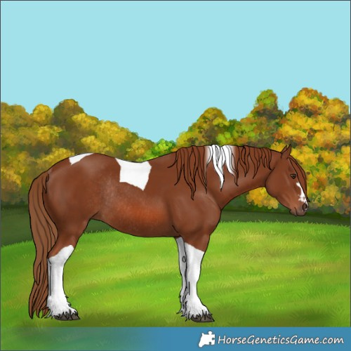 Horse Color:Chestnut Tobiano Rabicano