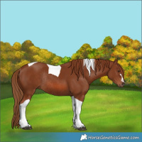 Horse Color:Chestnut Tobiano Rabicano 