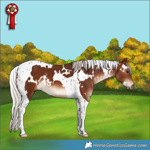 Horse Color:White Spotted Silver Brown Tobiano 