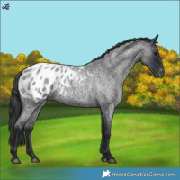Horse Color:Blue Roan Appaloosa 