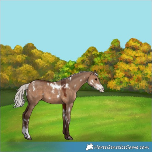 Horse Color:White Spotted Silver Bay Dun Sabino 