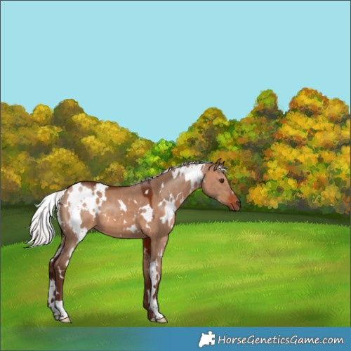 Horse Color:White Spotted Silver Bay Dun 