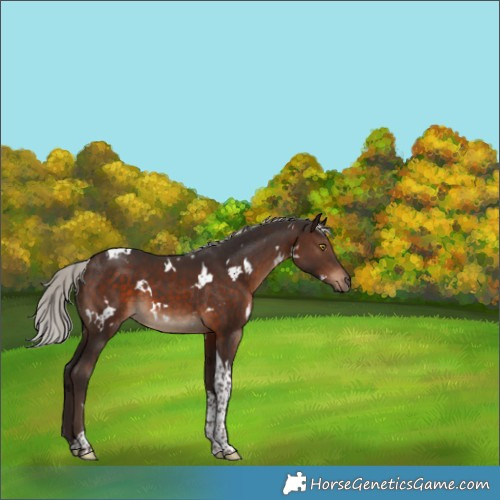 Horse Color:White Spotted Silver Brown Tobiano 