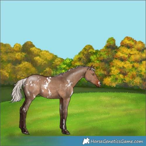 Horse Color:White Spotted Silver Brown Dun 
