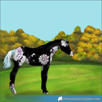 Horse Color:Watercolor White Spotted Bay Ice Splash Tobiano