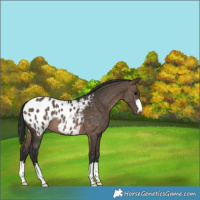 Horse Color:Brown Dun Blanket 