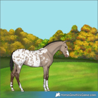 Horse Color:Liver Red Dun Appaloosa