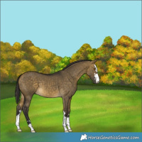 Horse Color:Buckskin Dun 