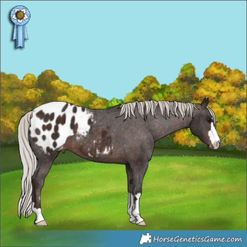 Horse Color:Silver Brown Appaloosa 
