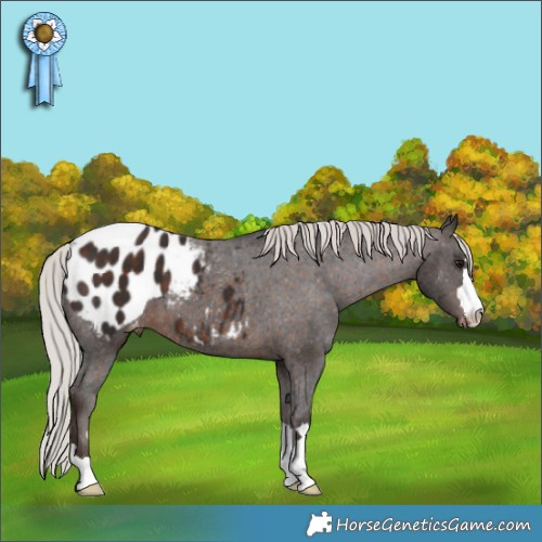 Horse Color:Silver Brown Blanket 