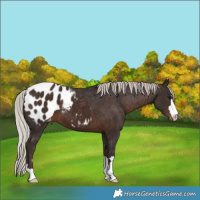 Horse Color:Silver Brown Appaloosa 
