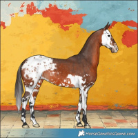 Horse Color:Bay Splash Appaloosa 