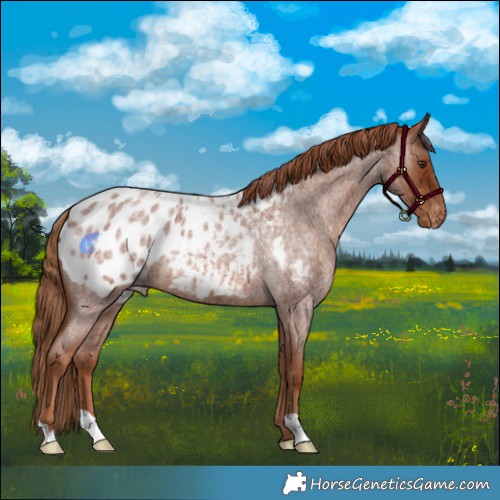 Horse Color:Red Roan Blanket 