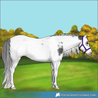 Horse Color:White Spotted Black Splash Tobiano Frame Varnish 
