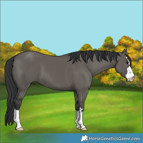 Horse Color:Grullo 