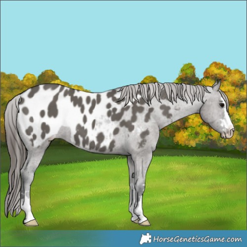 Horse Color:Grullo Appaloosa 