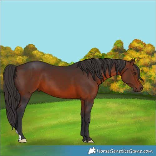 Horse Color:Brown 