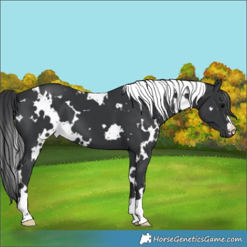 Horse Color:White Spotted Black 