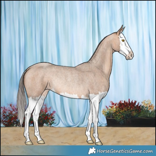 Horse Color:Amber Champagne Roan Splash Rabicano 