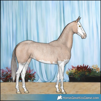 Horse Color:Amber Champagne Roan Splash Rabicano 