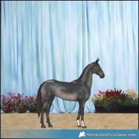 Horse Color:Black Rabicano 