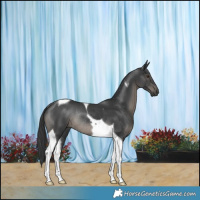 Horse Color:Black Tobiano Rabicano 