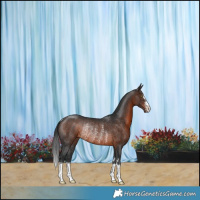 Horse Color:Brown Rabicano