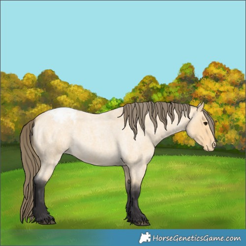 Horse Color:Buckskin Roan Appaloosa 