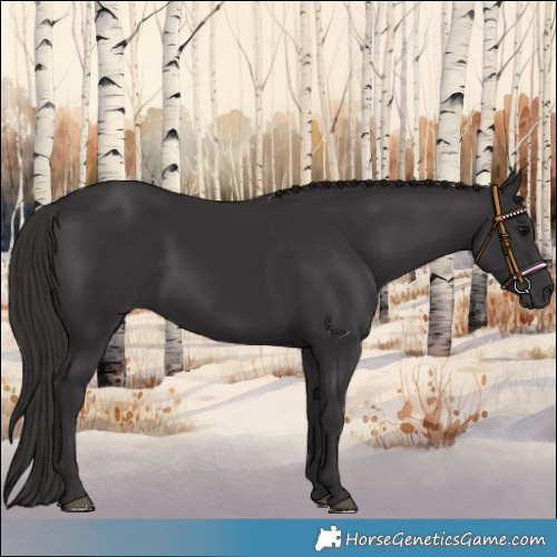 Horse Color:Smoky Black 